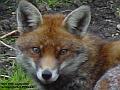 2006-0410foxy